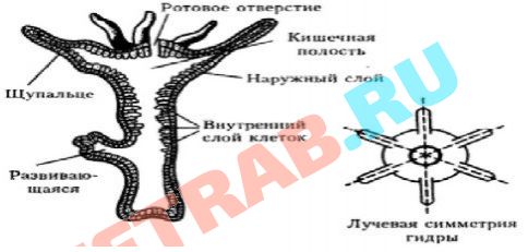 Ссылка в магазин на кракен